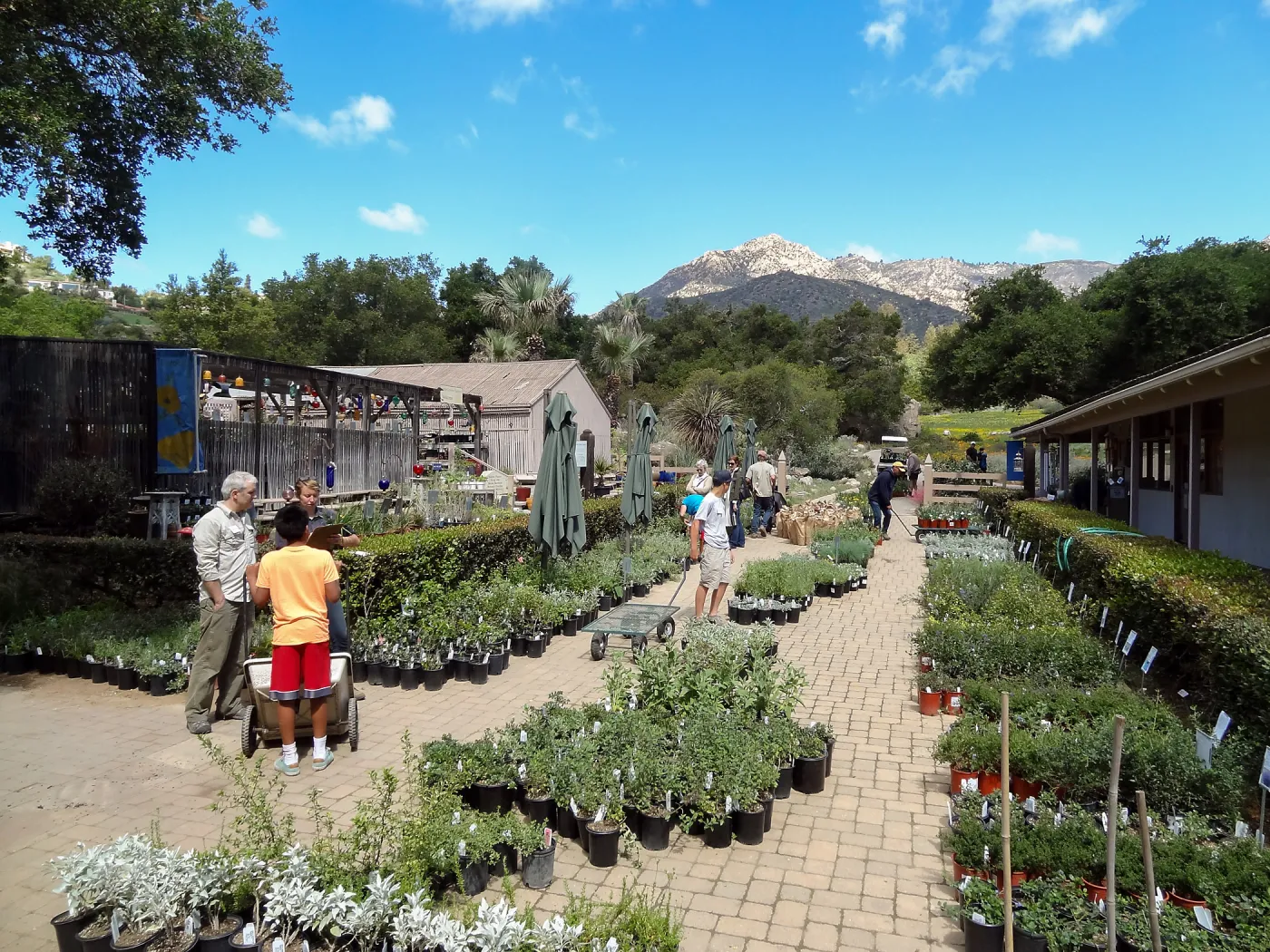 Courtyard with plants, Spring Plant Sale 2014