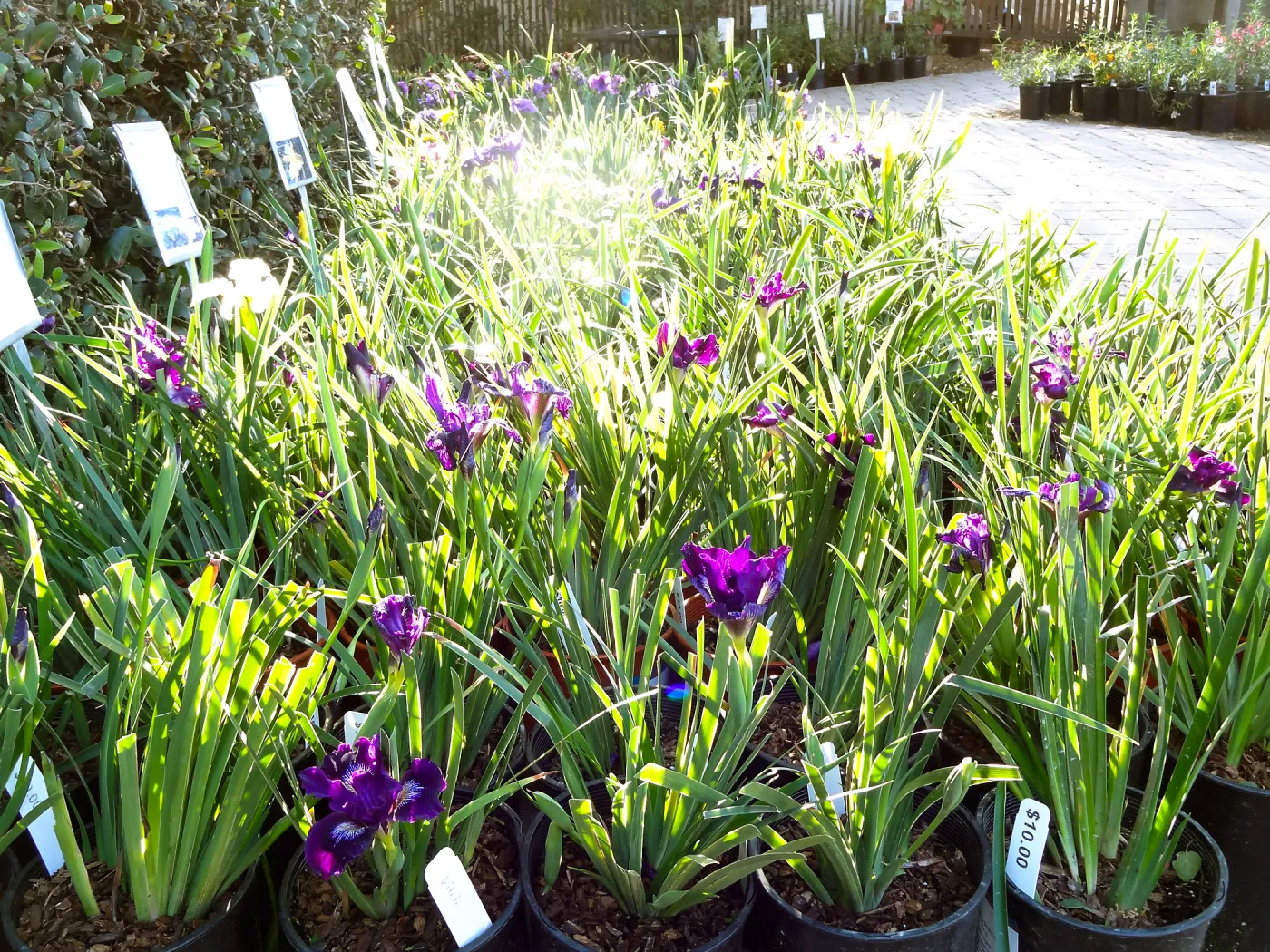 native Iris, Spring Plant Sale 2014
