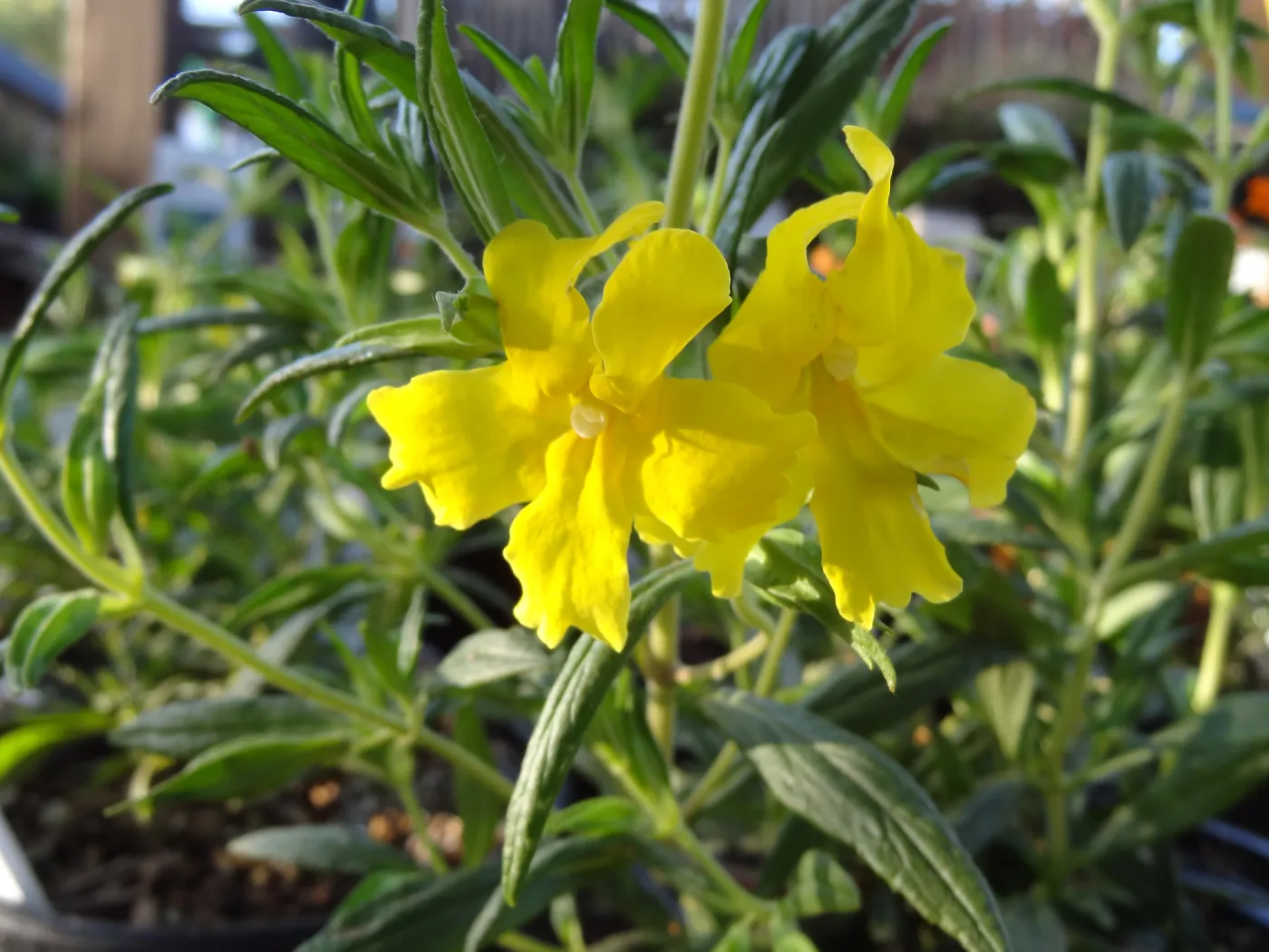 monkeyflowers, Spring Plant Sale 2014