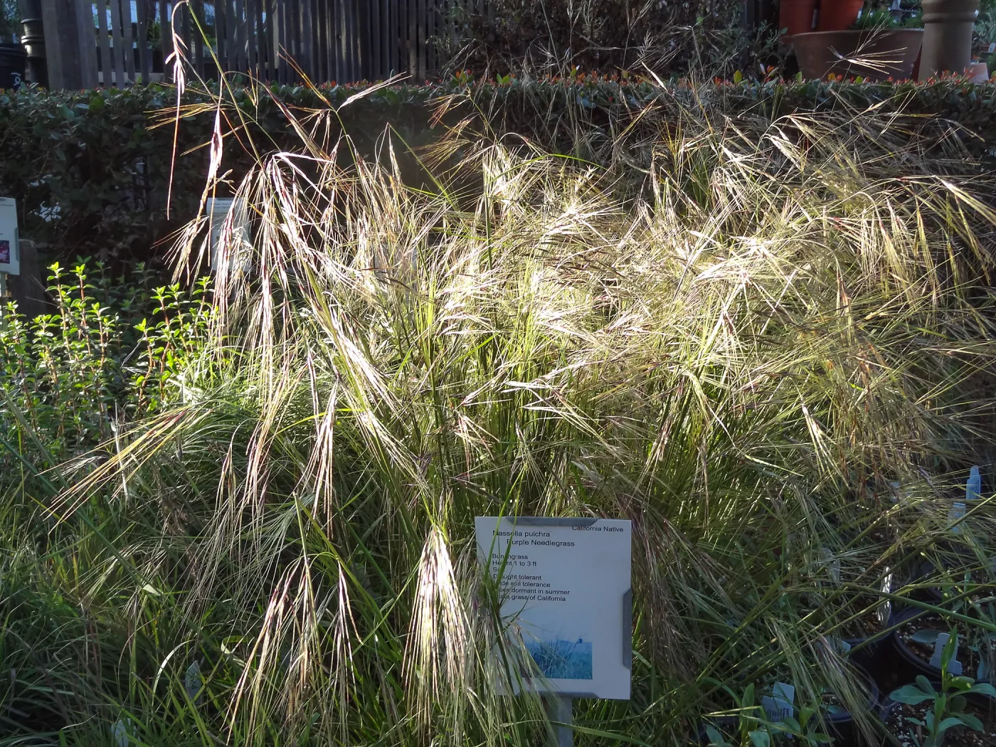 Spring Plant Sale 2014