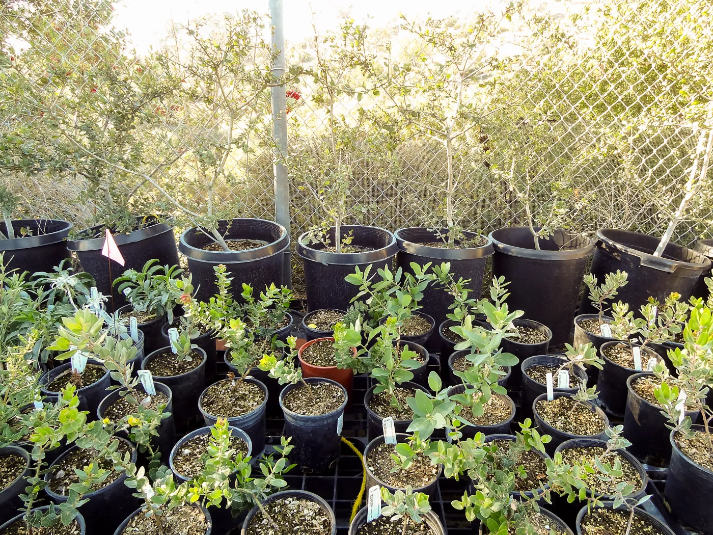 Plant propagation at the Horticulture nursery, Living collections nursery