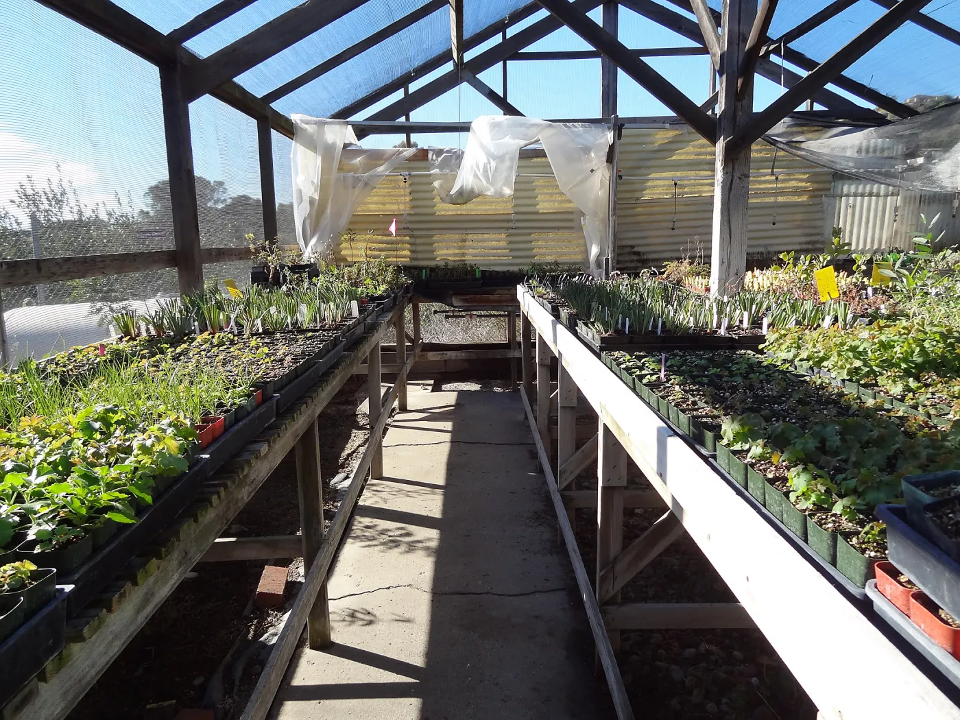Plant propagation at the Horticulture nursery, Living collections nursery