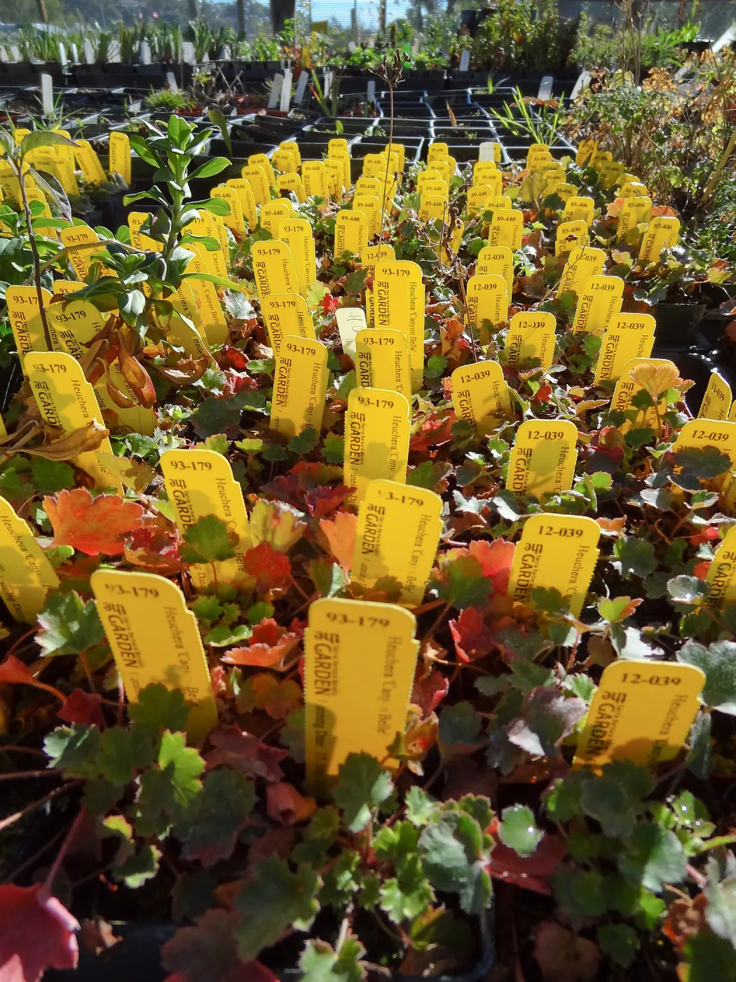 Plant propagation at the Horticulture nursery, Living collections nursery