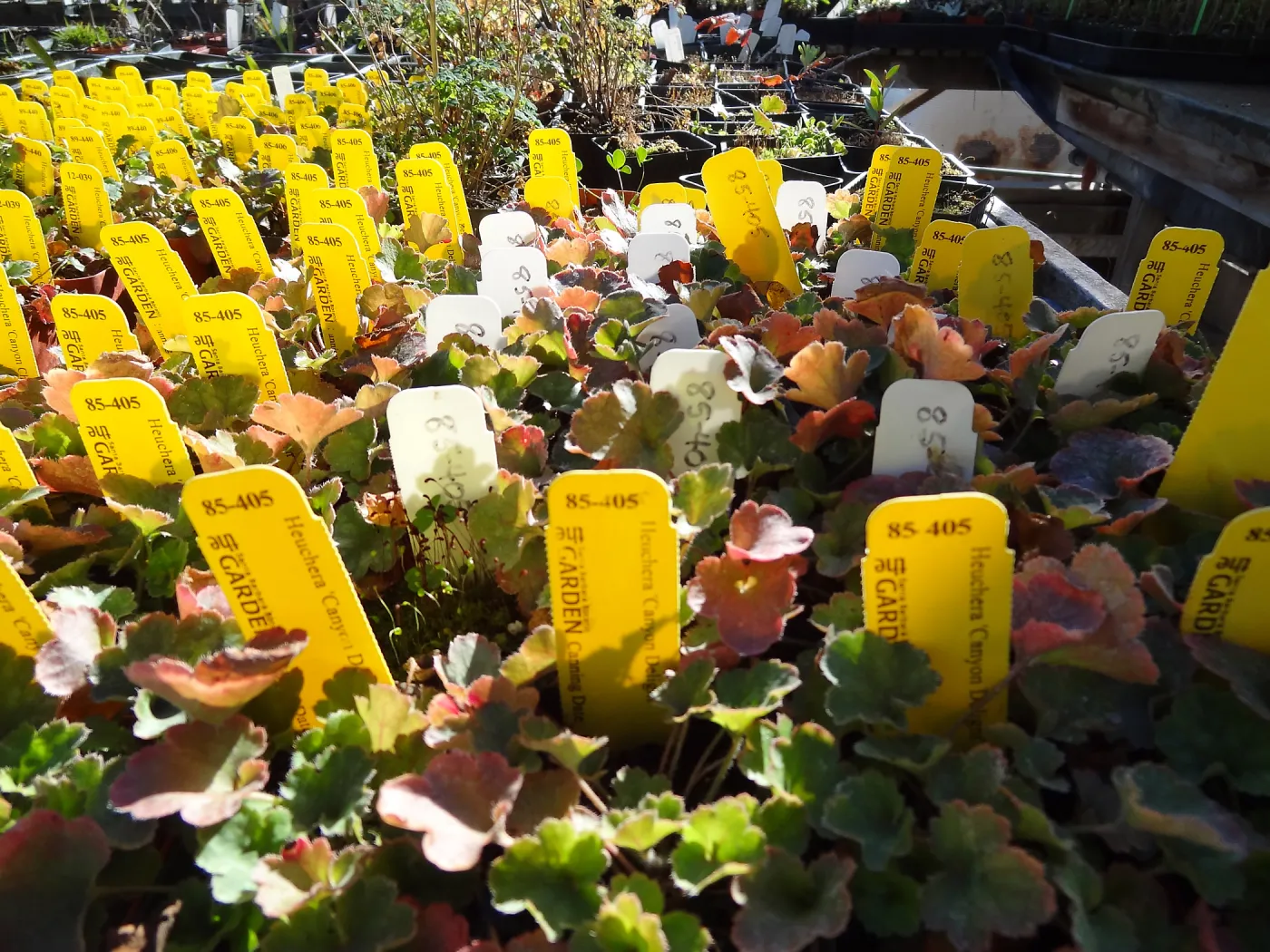 Plant propagation at the Horticulture nursery, Living collections nursery