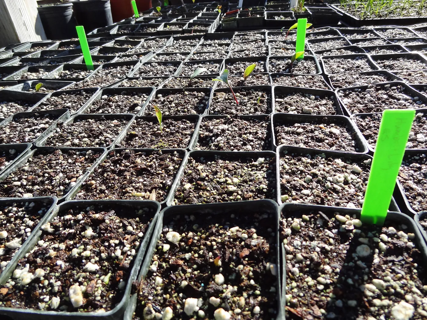 Plant propagation at the Horticulture nursery, Living collections nursery