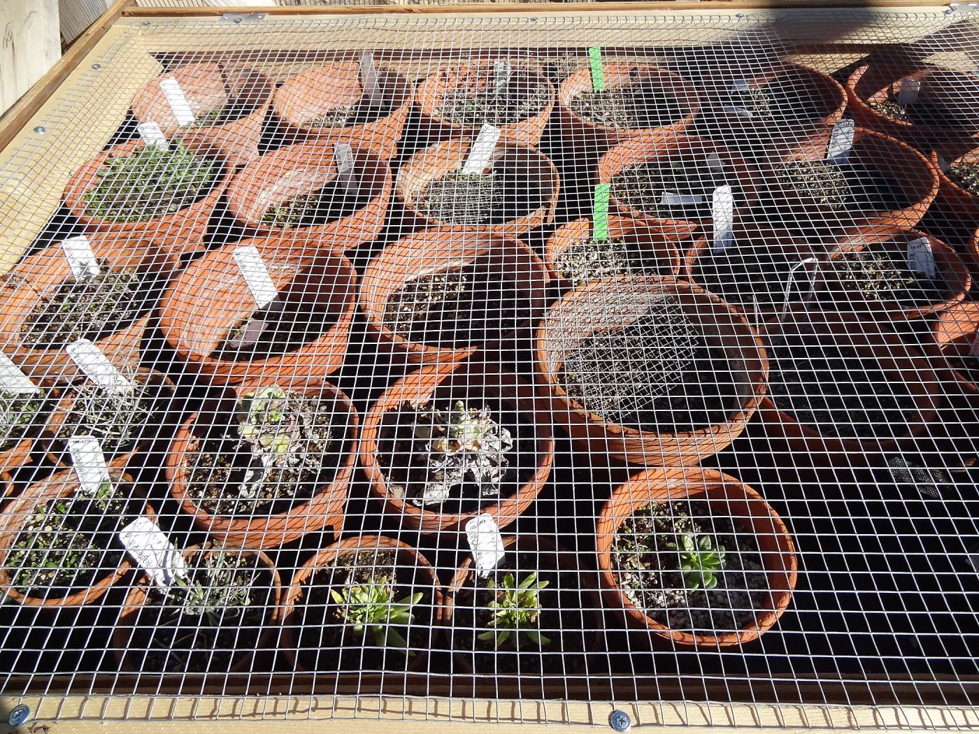 Plant propagation at the Horticulture nursery, Living collections nursery