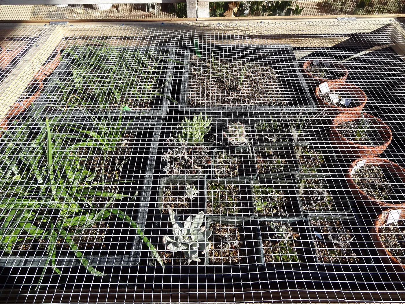 Plant propagation at the Horticulture nursery, Living collections nursery