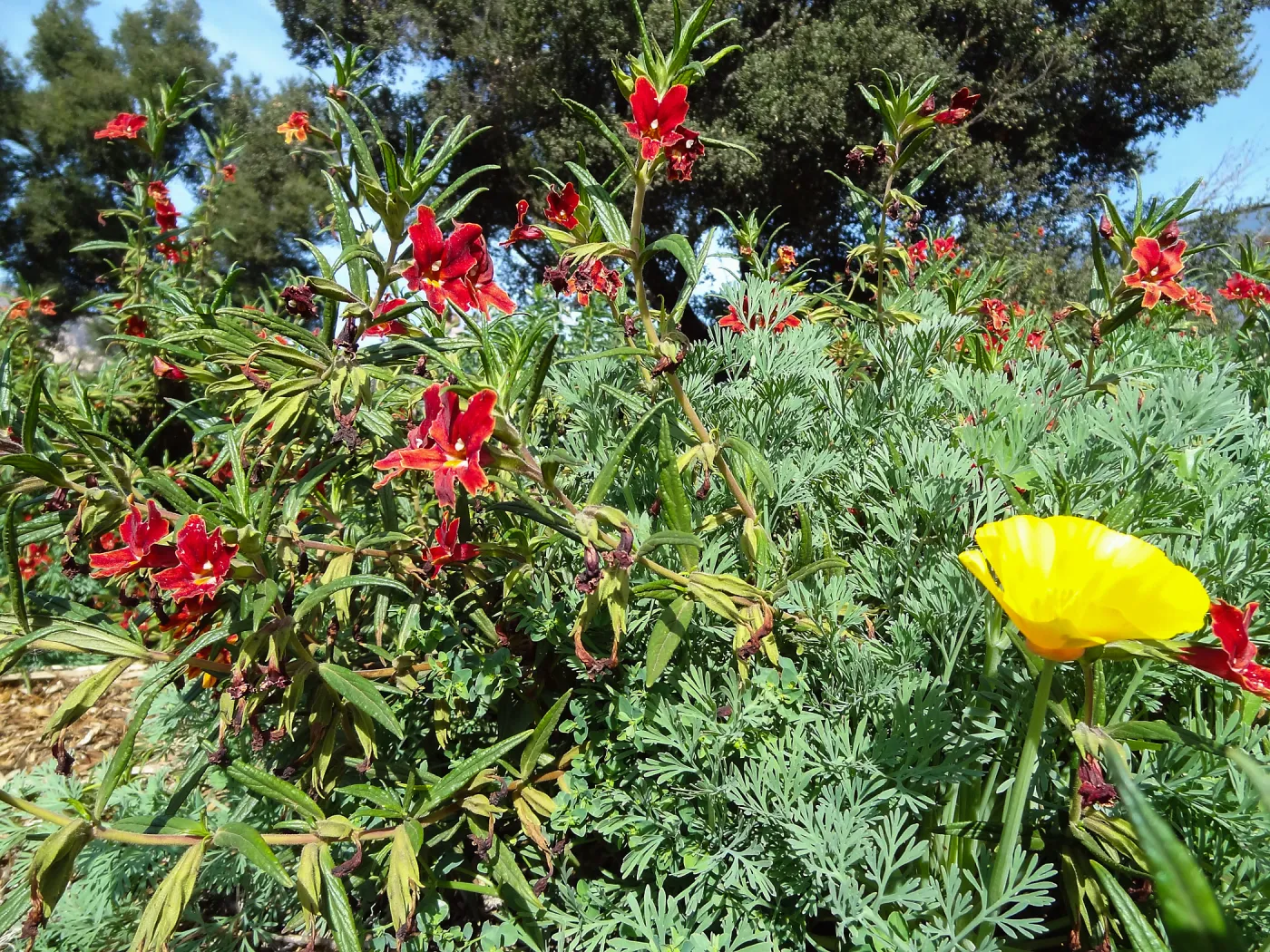 Monkeyflower growing in the Horticulture test plot