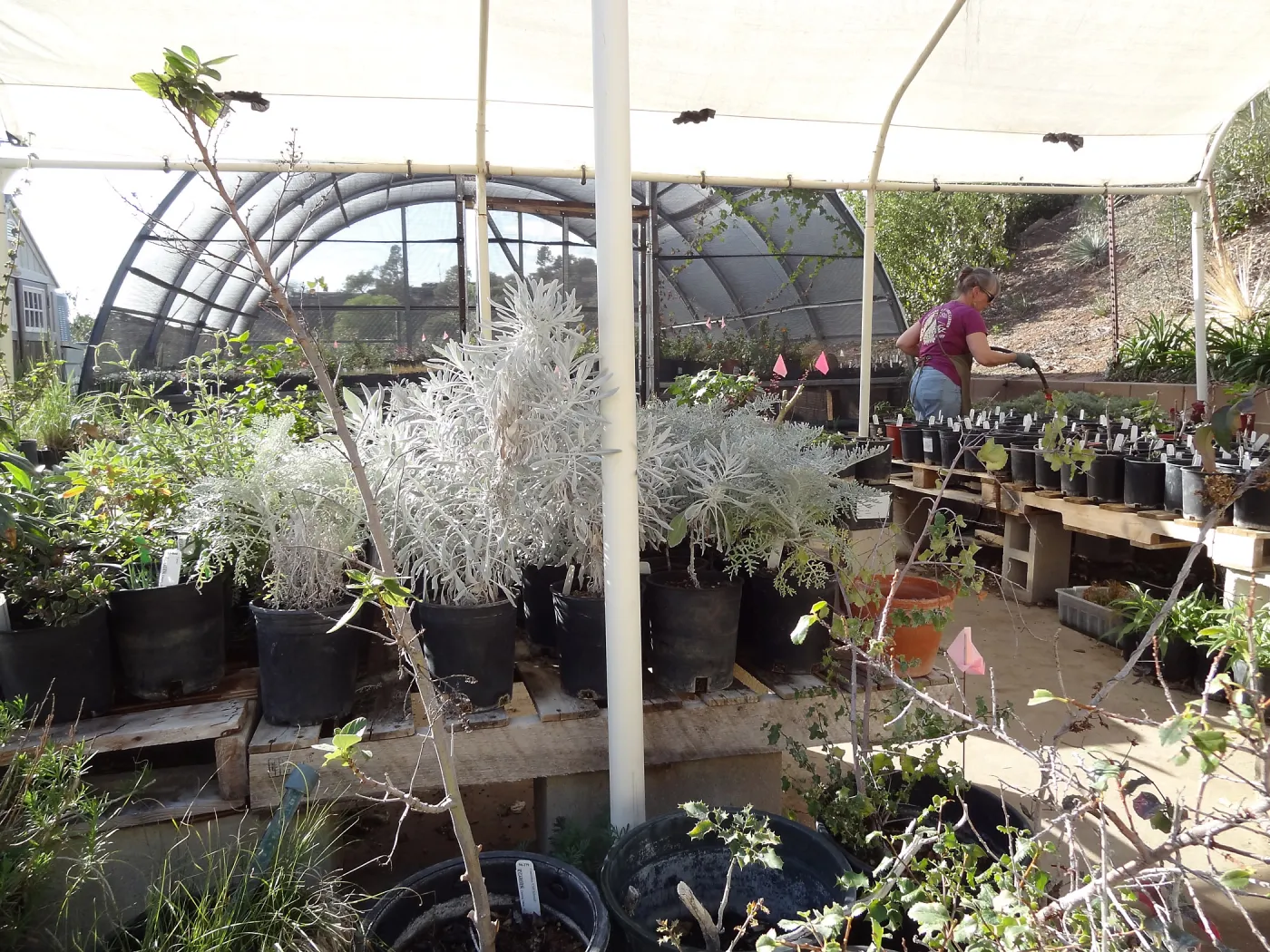 Horticulture nursery, living collections nursery, hoop house, Bonnie Whitney