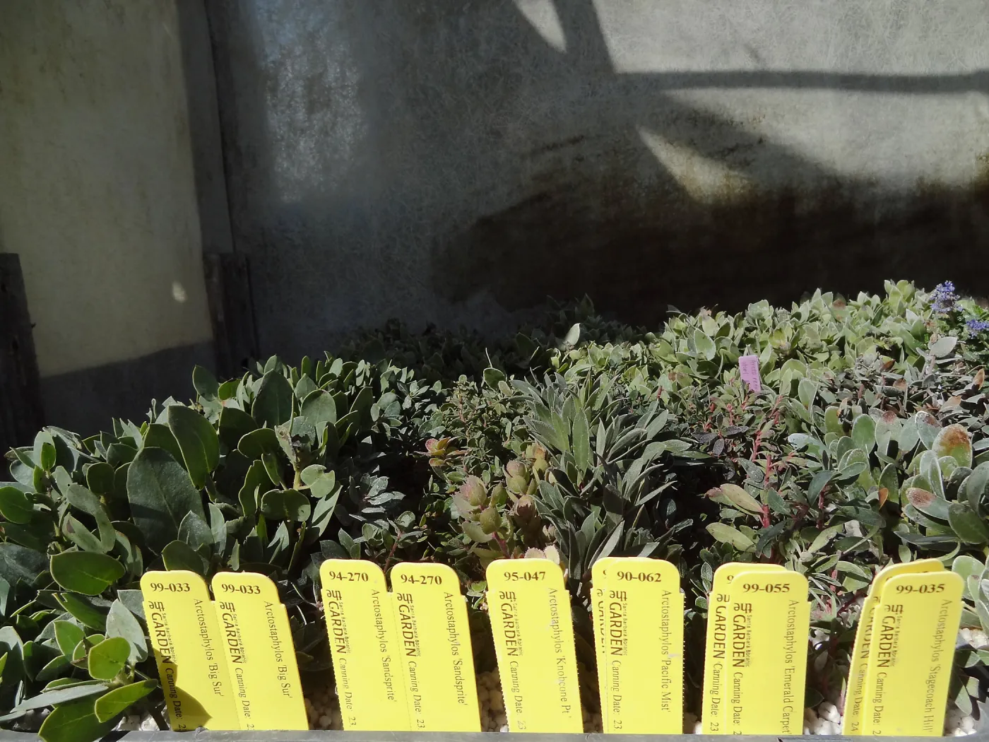 Plant propagation of Manzanita at the Horticulture nursery, living collections nursery, Hort unit
