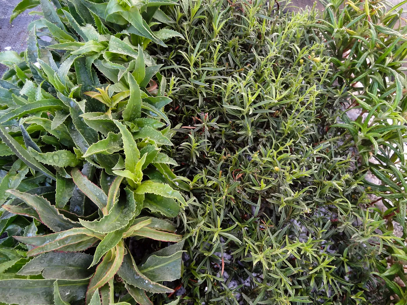 Plant propagation at the Horticulture nursery, living collections nursery, Hort unit