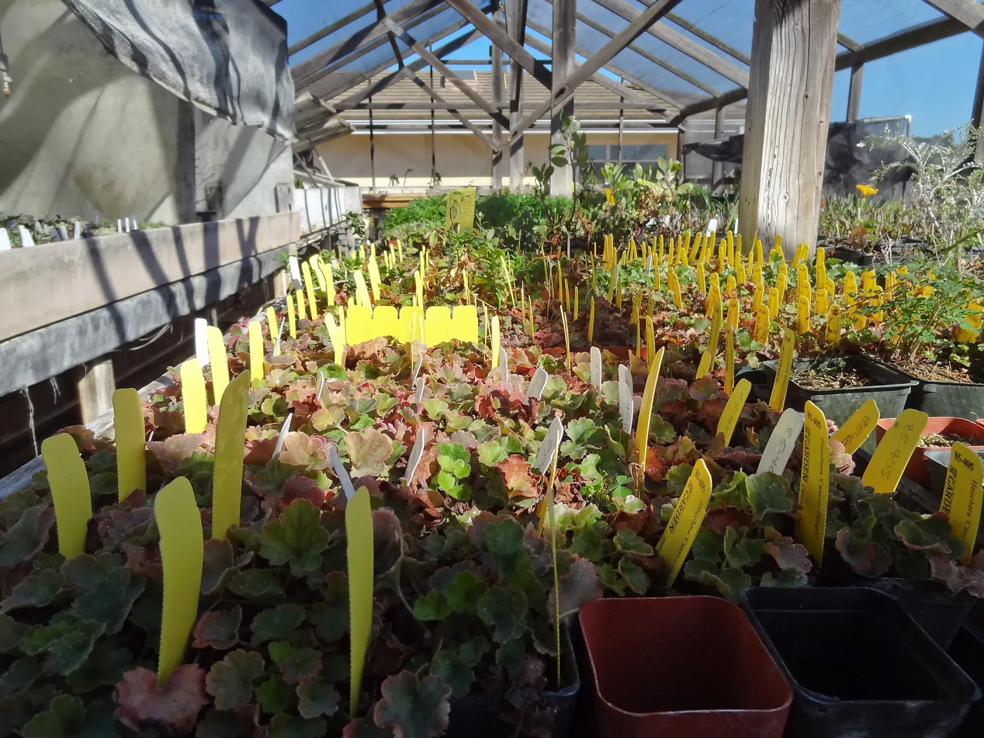 Plant propagation at the Horticulture nursery, living collections nursery, Hort unit