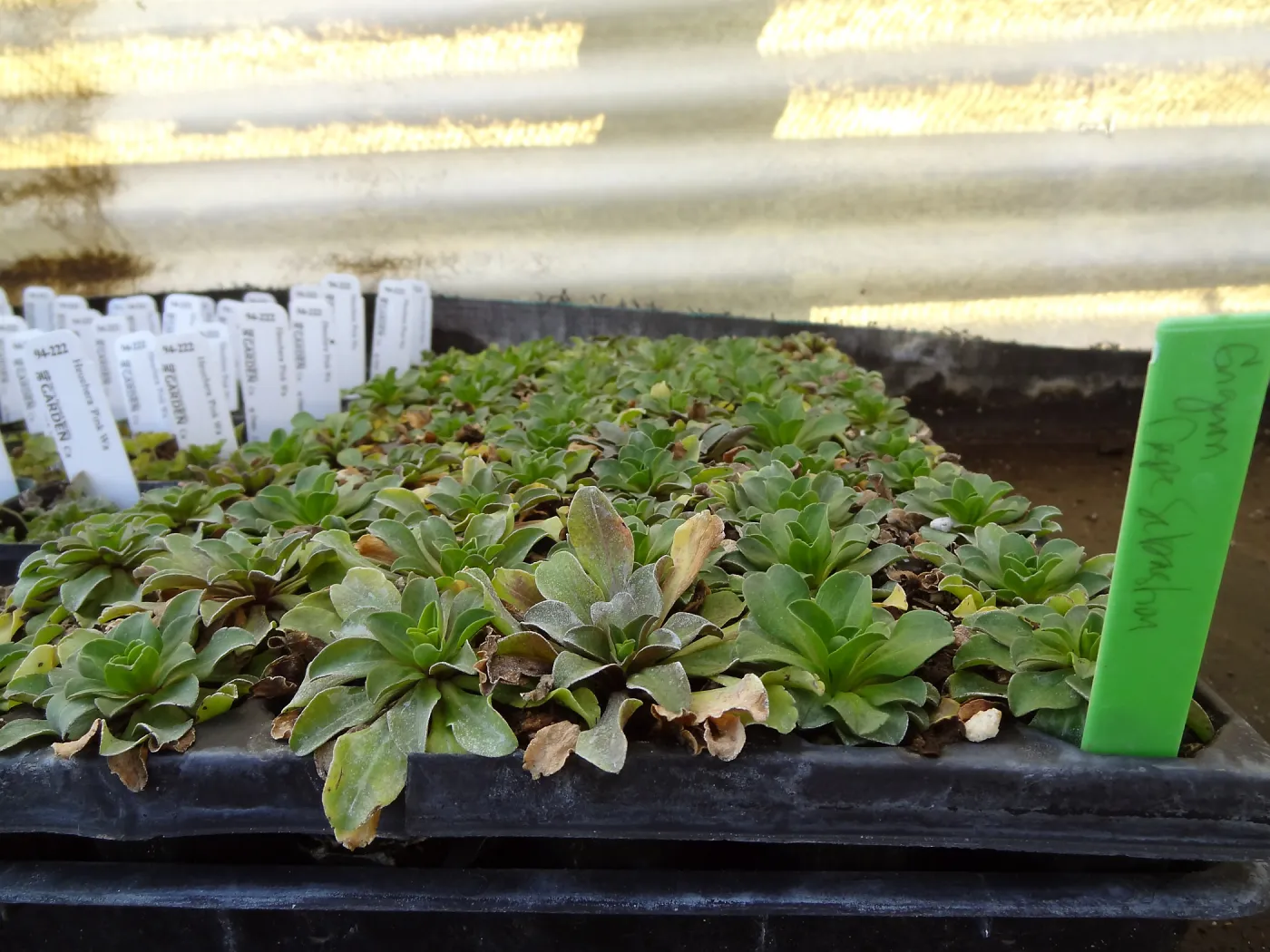 Plant propagation at the Horticulture nursery, living collections nursery, Hort unit