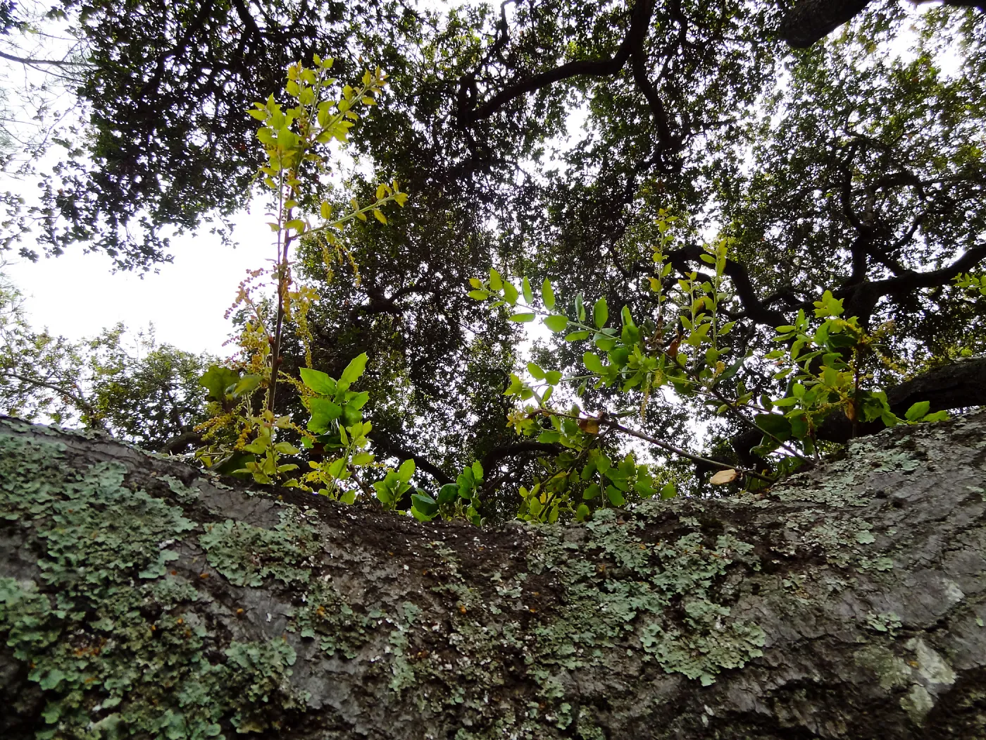 fresh oak leaves, Quercus agrifolia (Coastal Live Oak), lichens