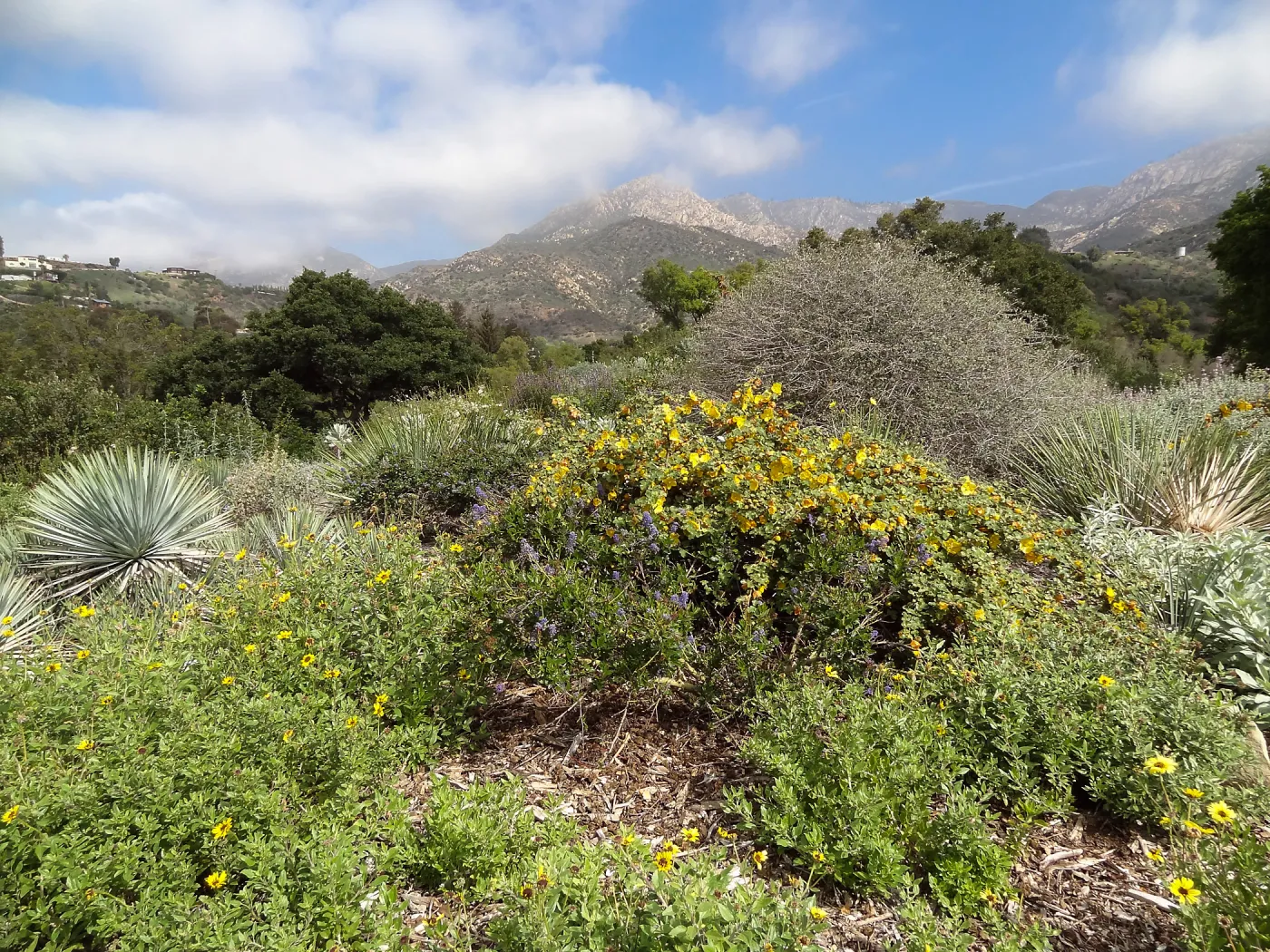 Porter Trail in bloom, Spring 2014