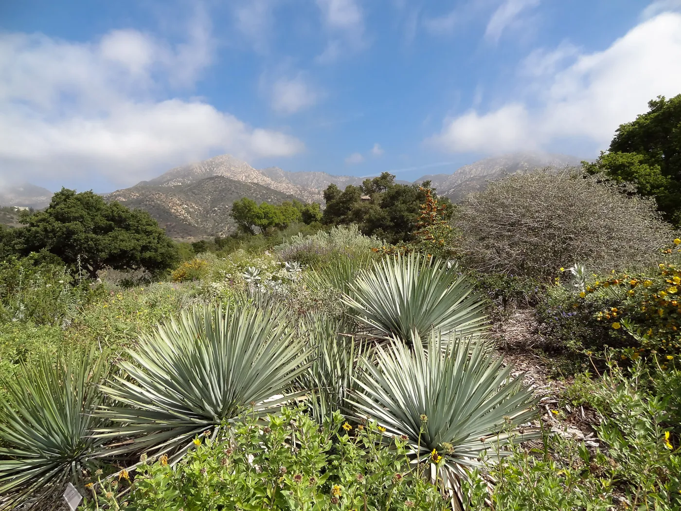 Porter Trail in bloom, Spring 2014