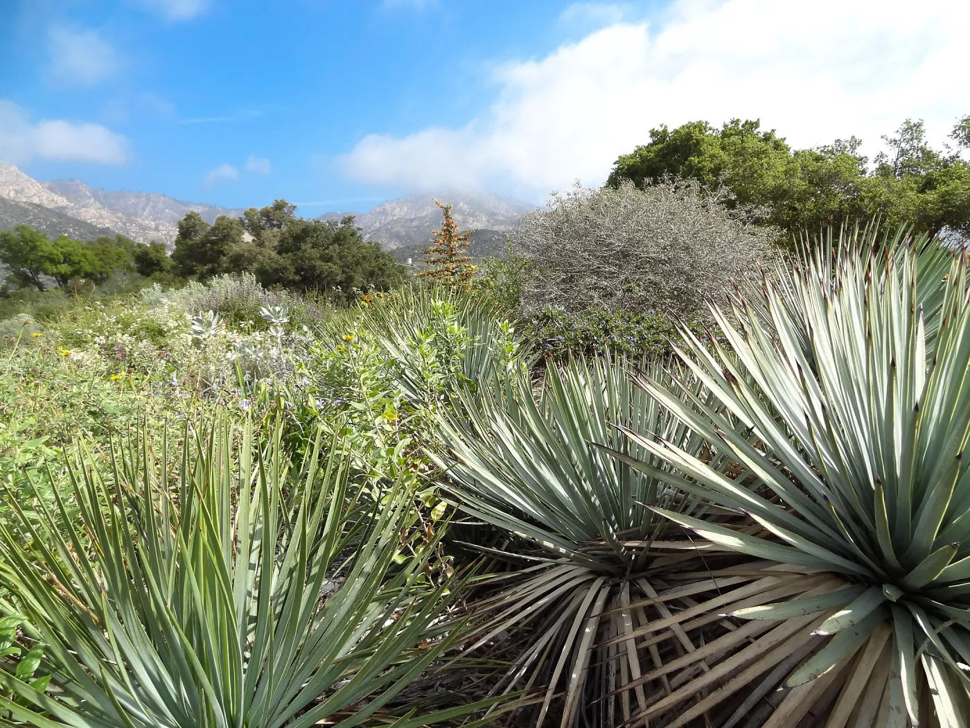 Porter Trail in bloom, Spring 2014