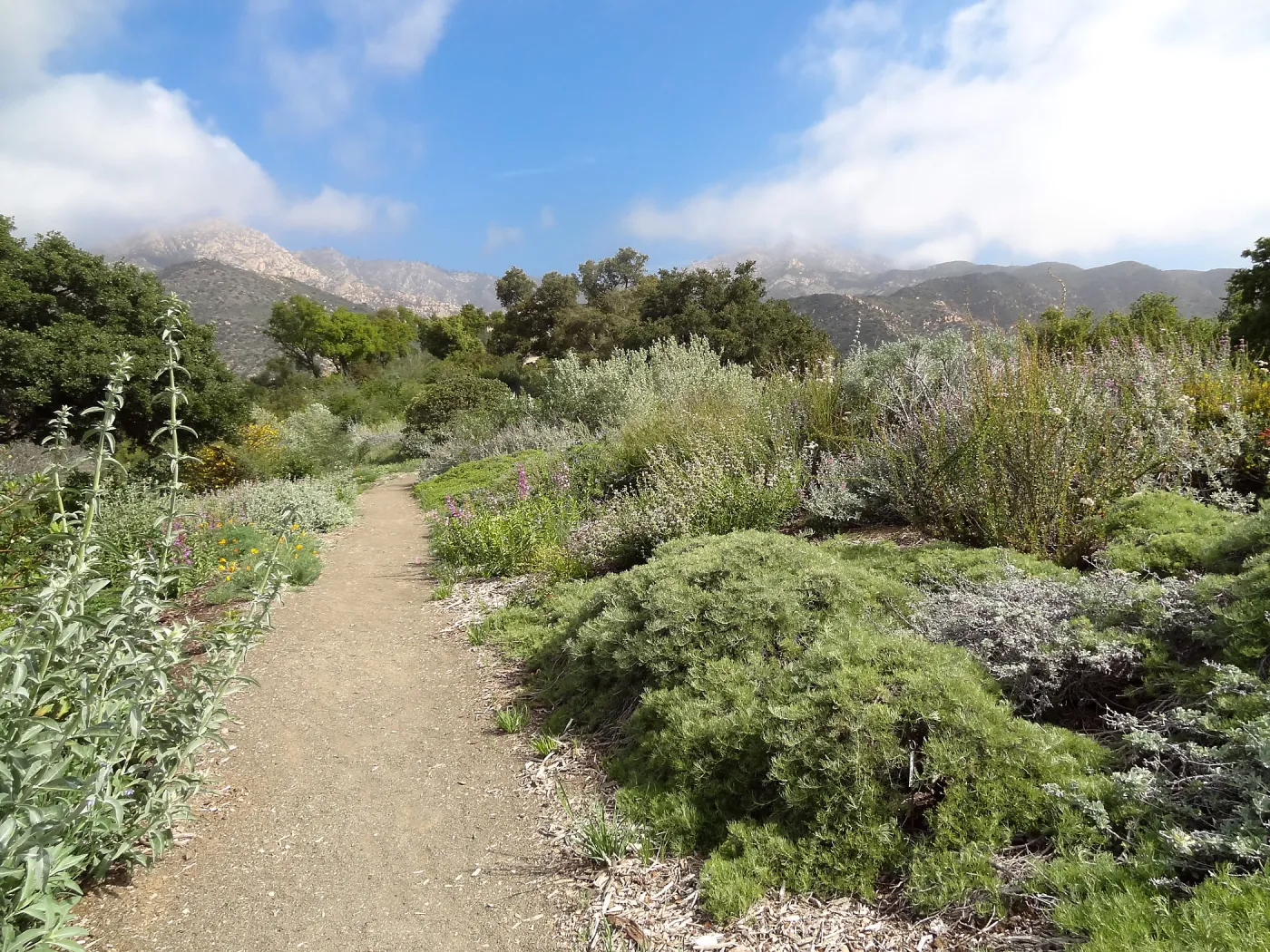 Porter Trail in bloom, Spring 2014