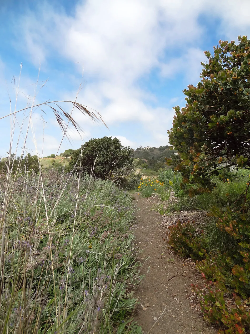 Porter Trail in bloom, Spring 2014
