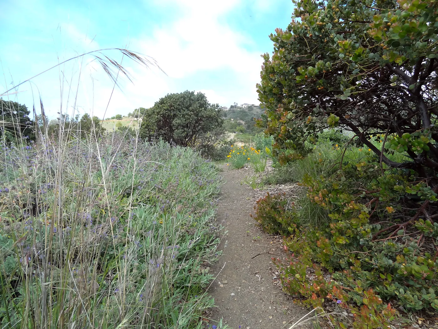 Porter Trail in bloom, Spring 2014