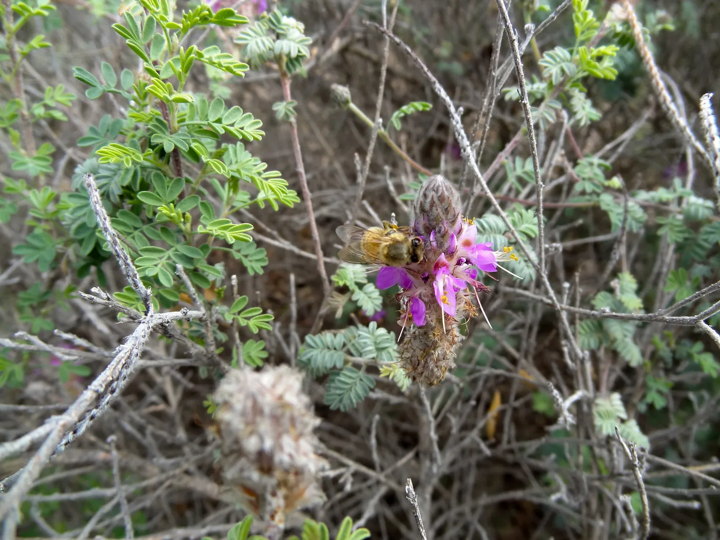 Porter Trail in bloom, Spring 2014
