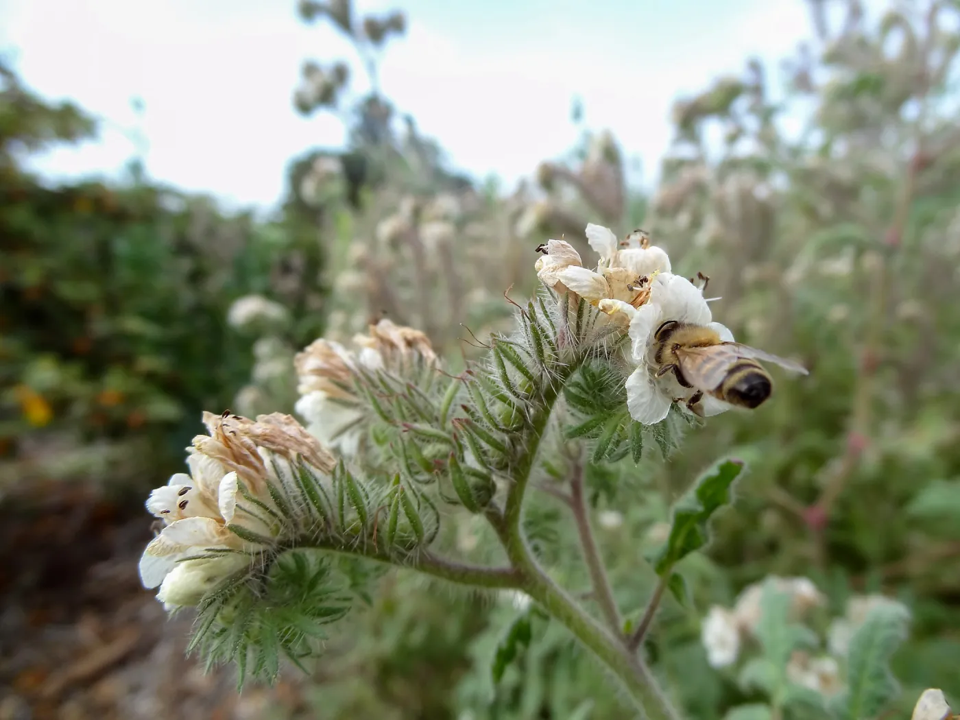 Porter Trail in bloom, Spring 2014