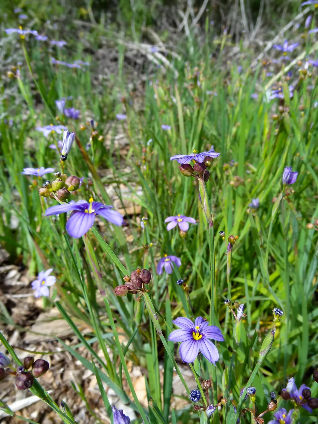 Porter Trail in bloom, Spring 2014