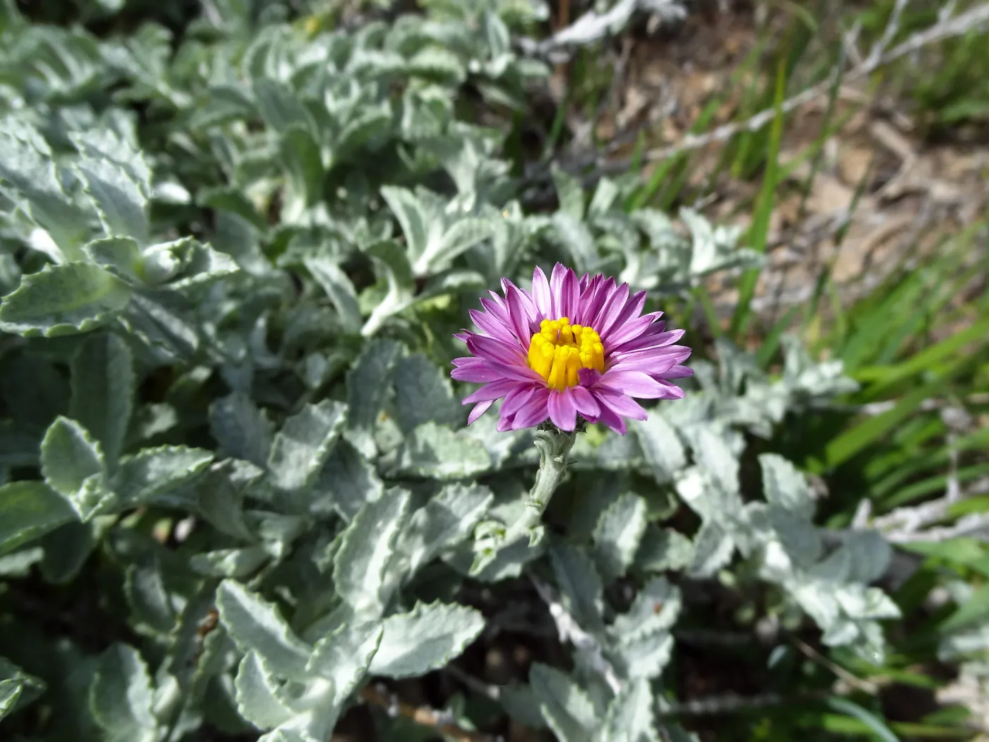 Porter Trail in bloom, Spring 2014