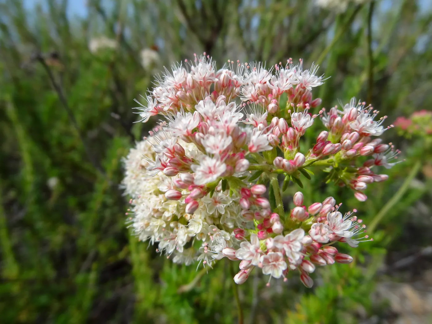 Porter Trail in bloom, Spring 2014