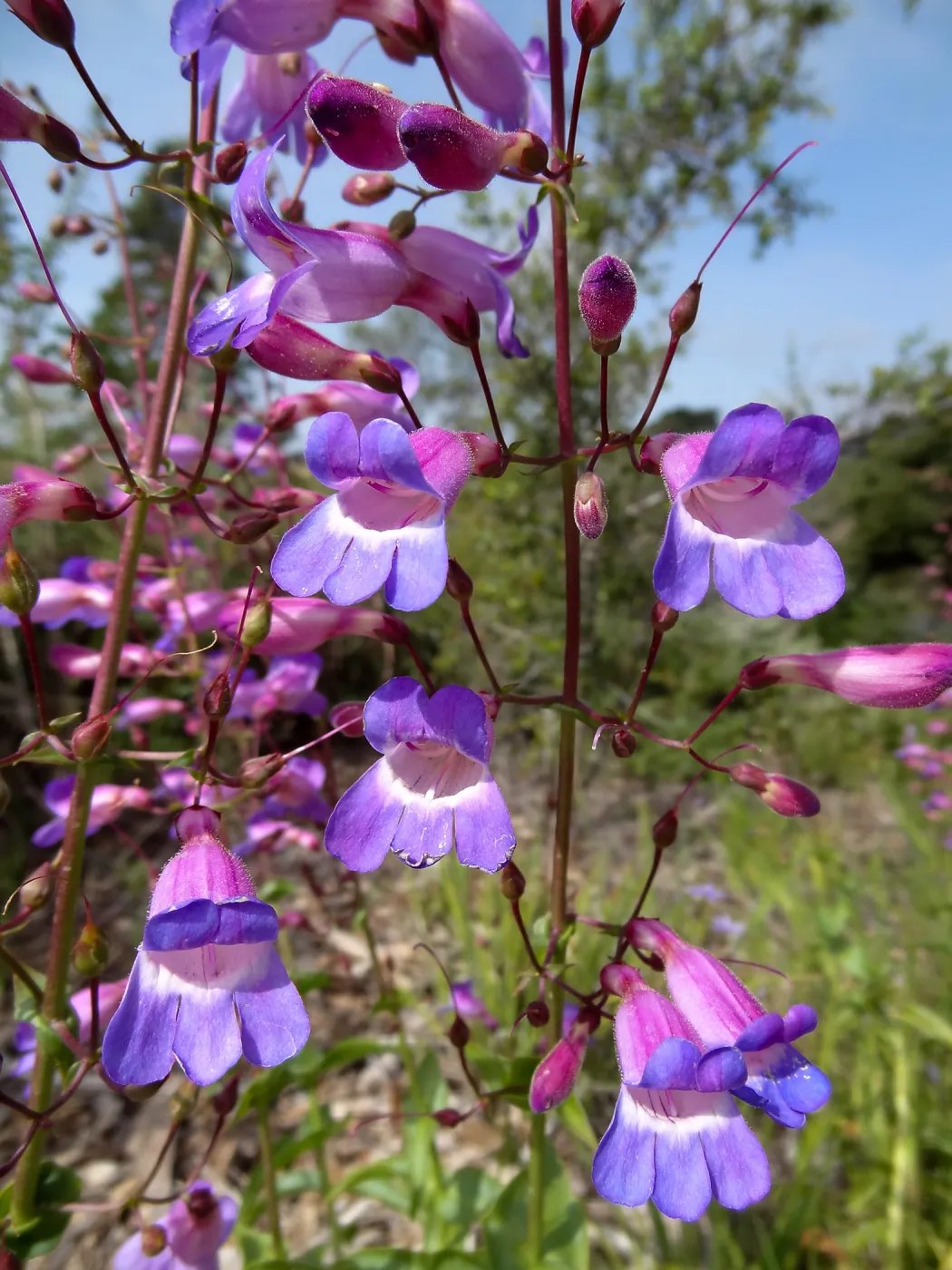 Porter Trail in bloom, Spring 2014