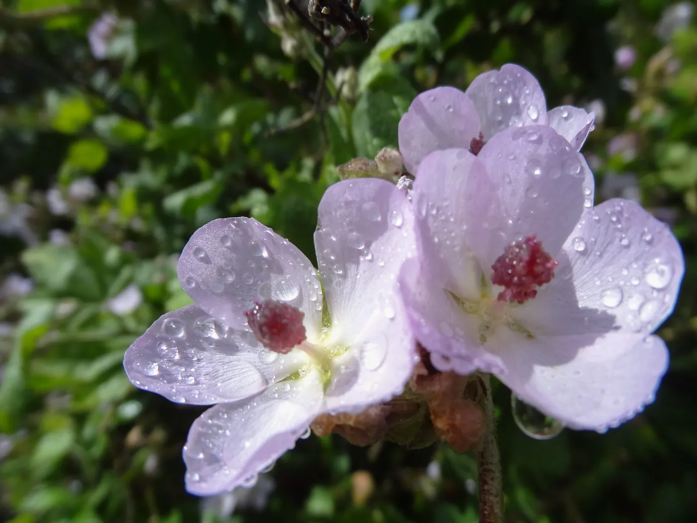 Porter Trail in bloom, Spring 2014