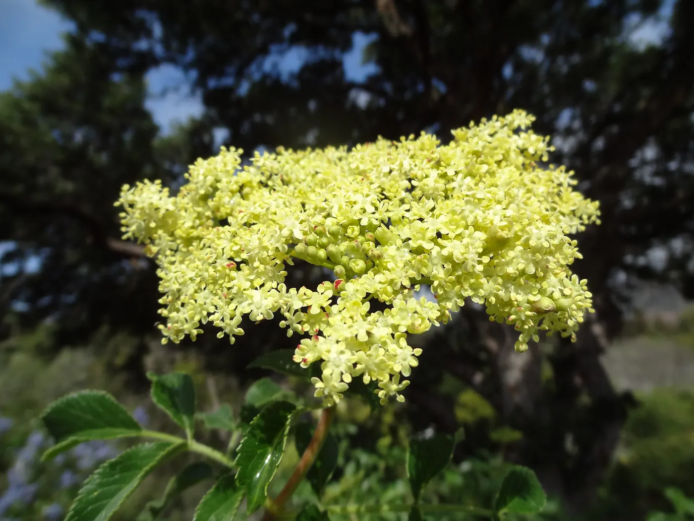 Porter Trail in bloom, Spring 2014