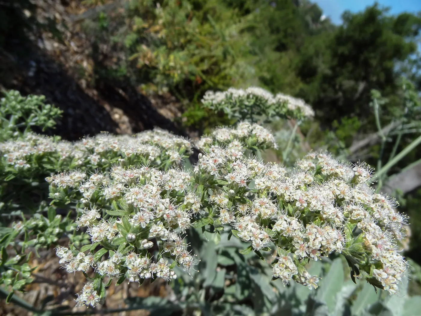 wildflowers blooming on the Porter Trail