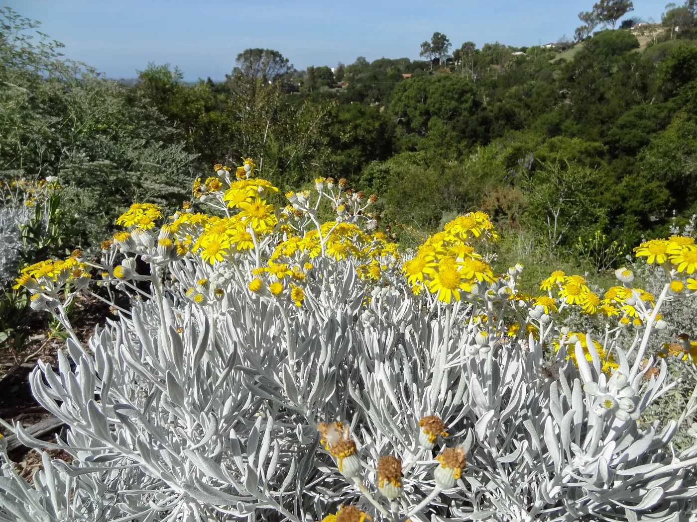 wildflowers blooming on the Porter Trail