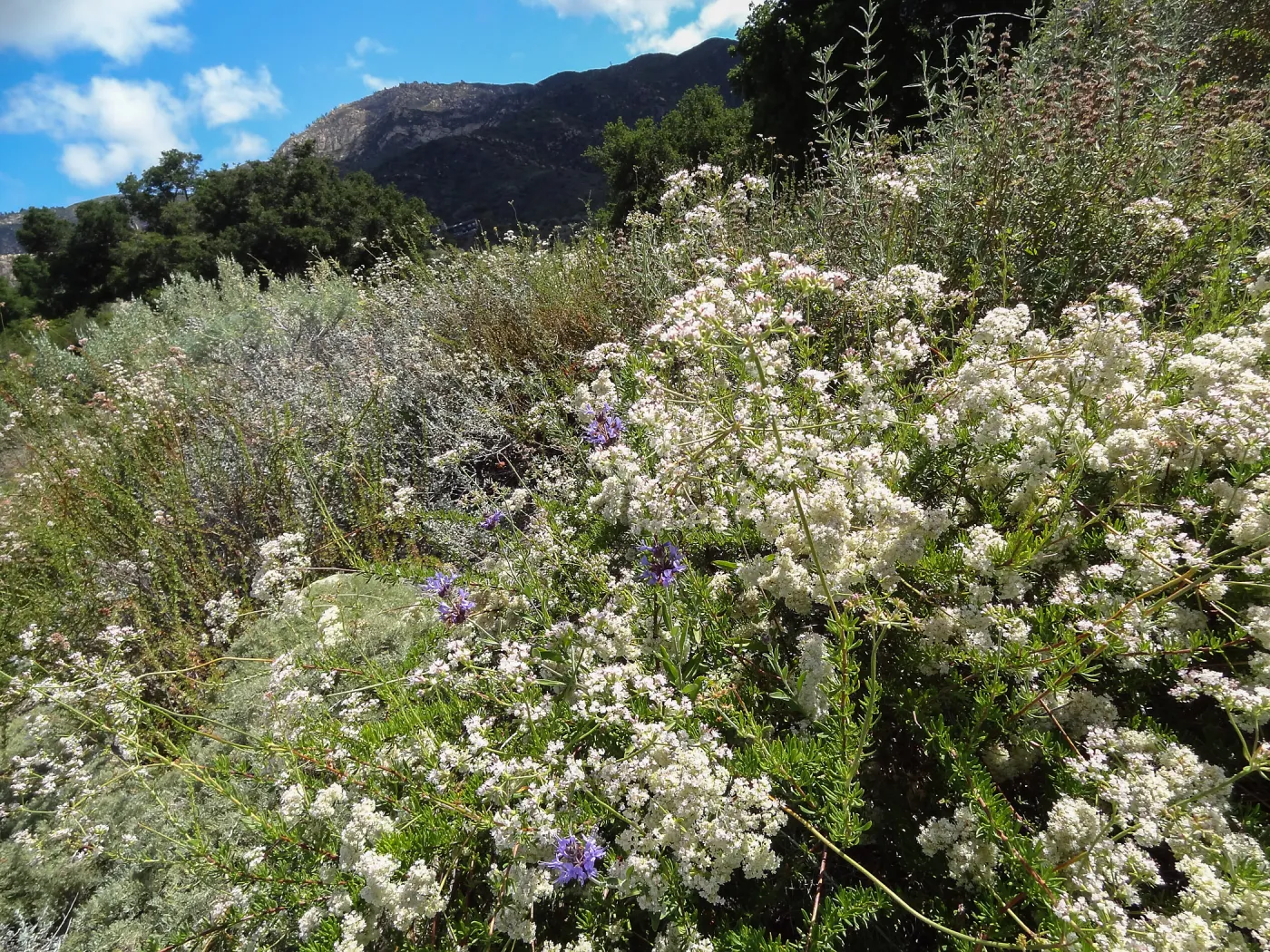 Wildflower display, Porter Trail, sbbg