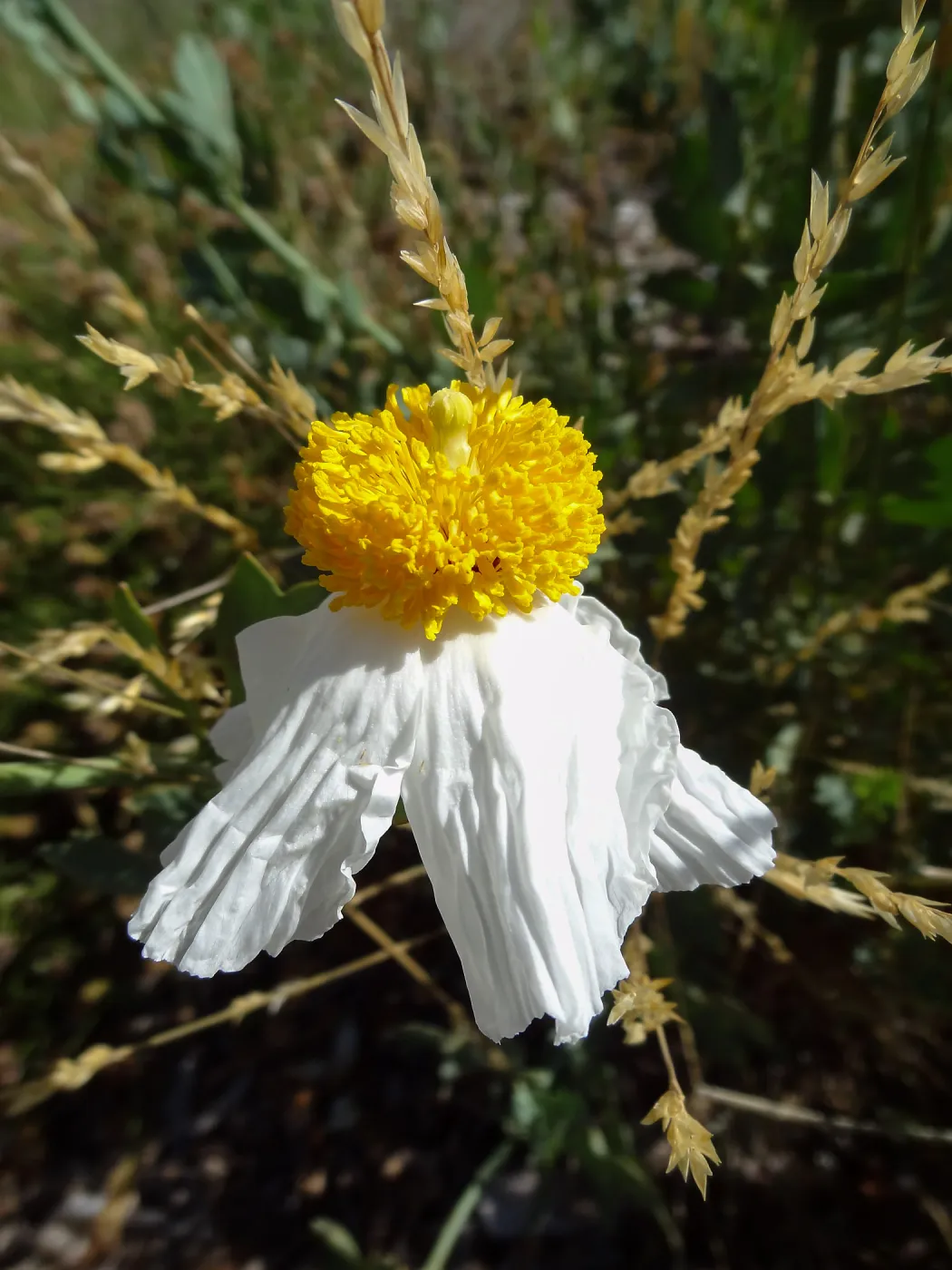 Matilija Poppy flower, Porter Trail, SBBG