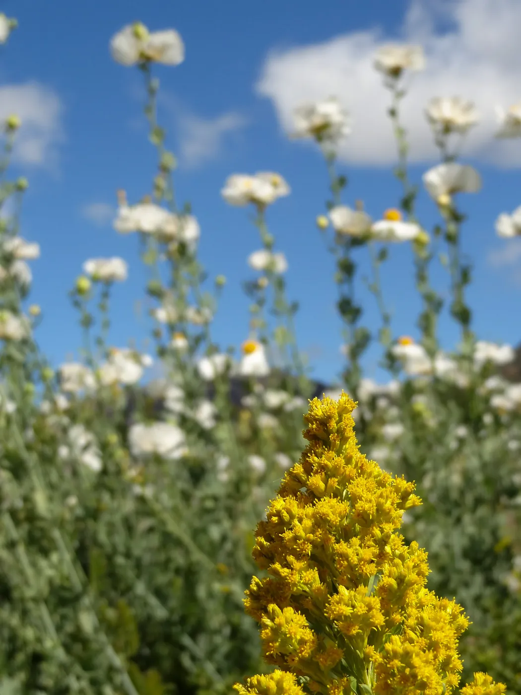 Solidago, Goldenrod, Porter Trail, SBBG