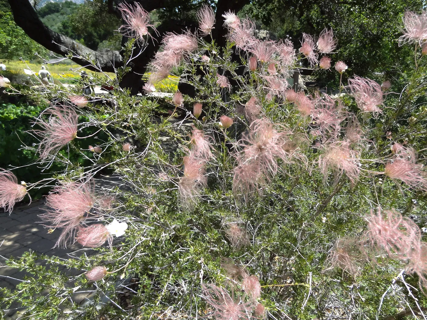 Blooming in the Desert Section