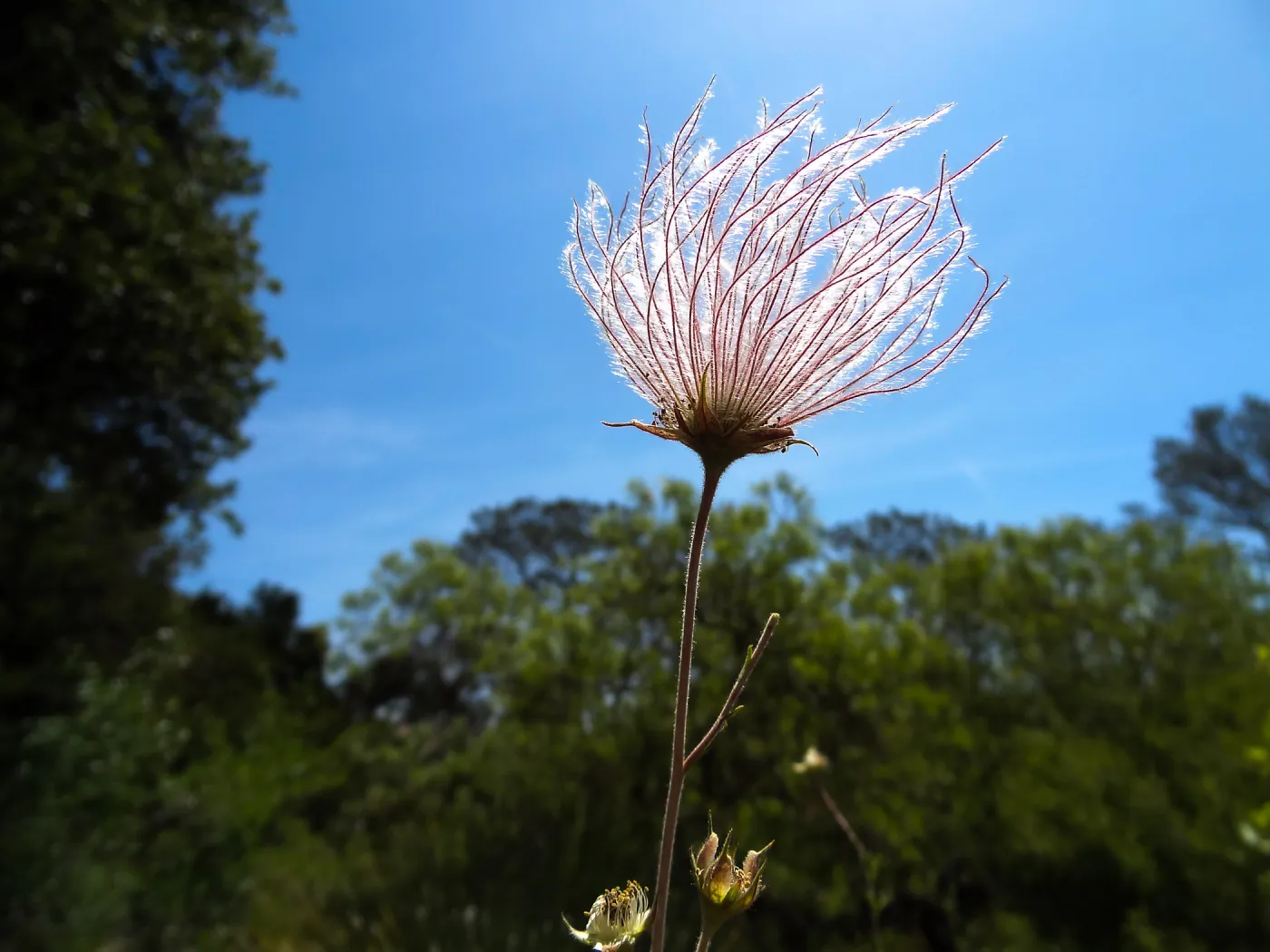Blooming in the Desert Section