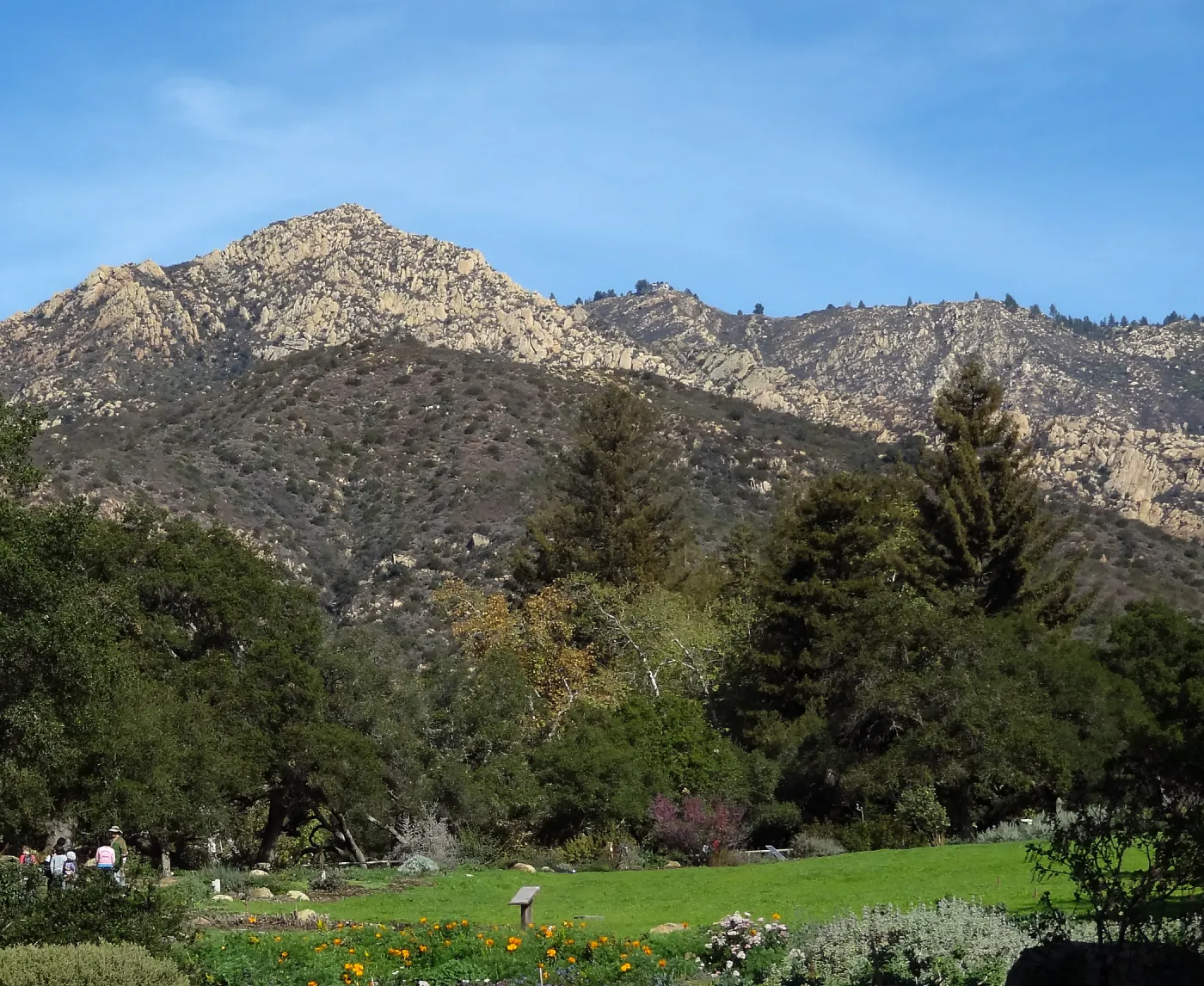 Meadow at SBBG