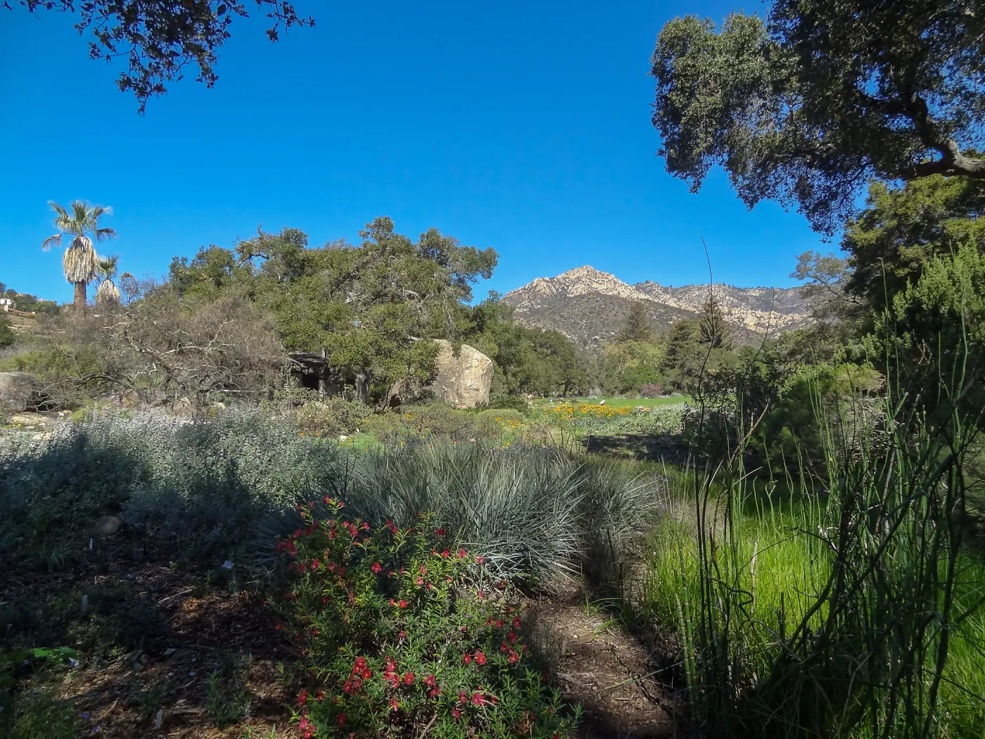 Lower Meadow with view to Santa Ynez Mountains, SBBG
