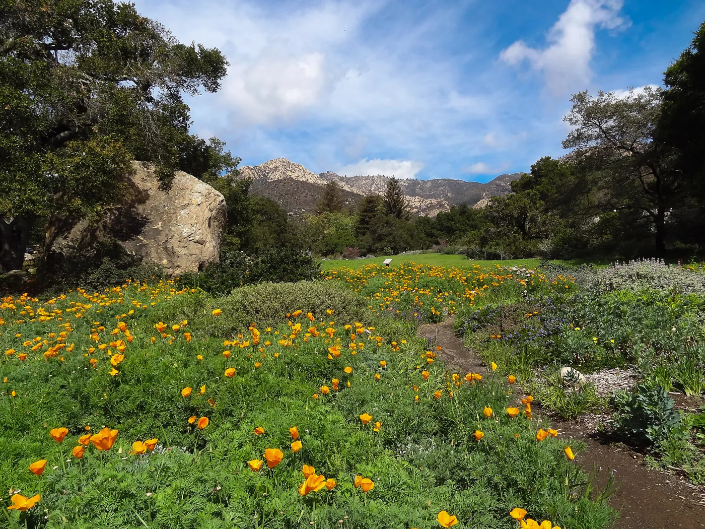 wildflowers in the lower Meadow, view to Santa Ynez Mountains (California Poppies)