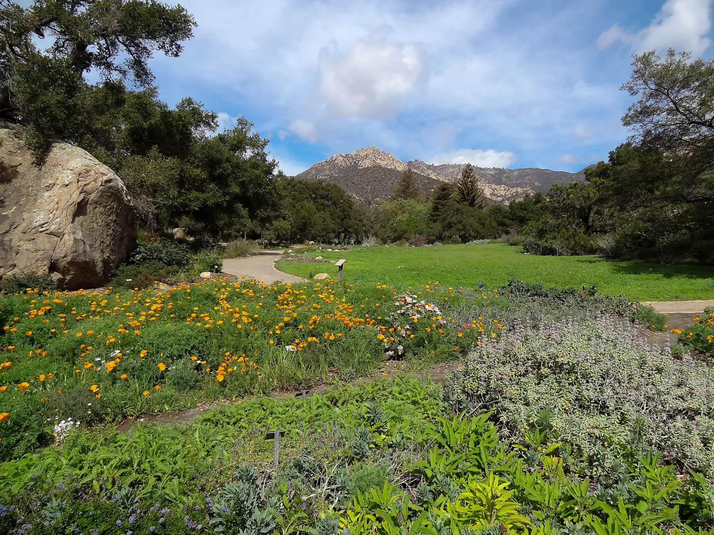 wildflowers in the lower Meadow, view to Santa Ynez Mountains