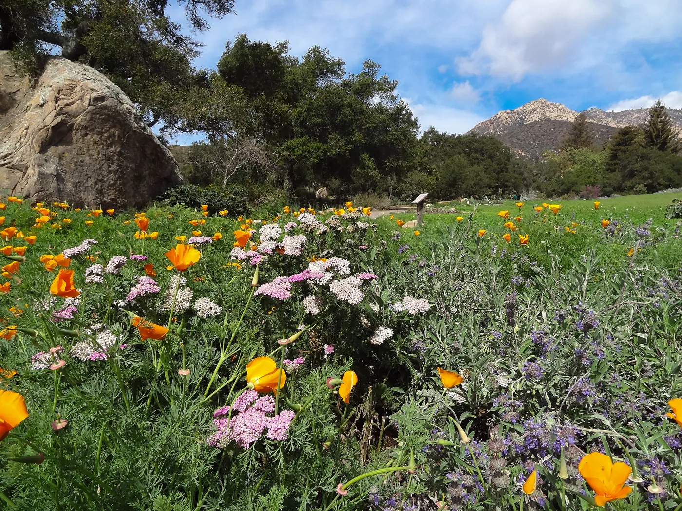 wildflowers in the lower Meadow, view to Santa Ynez Mountains