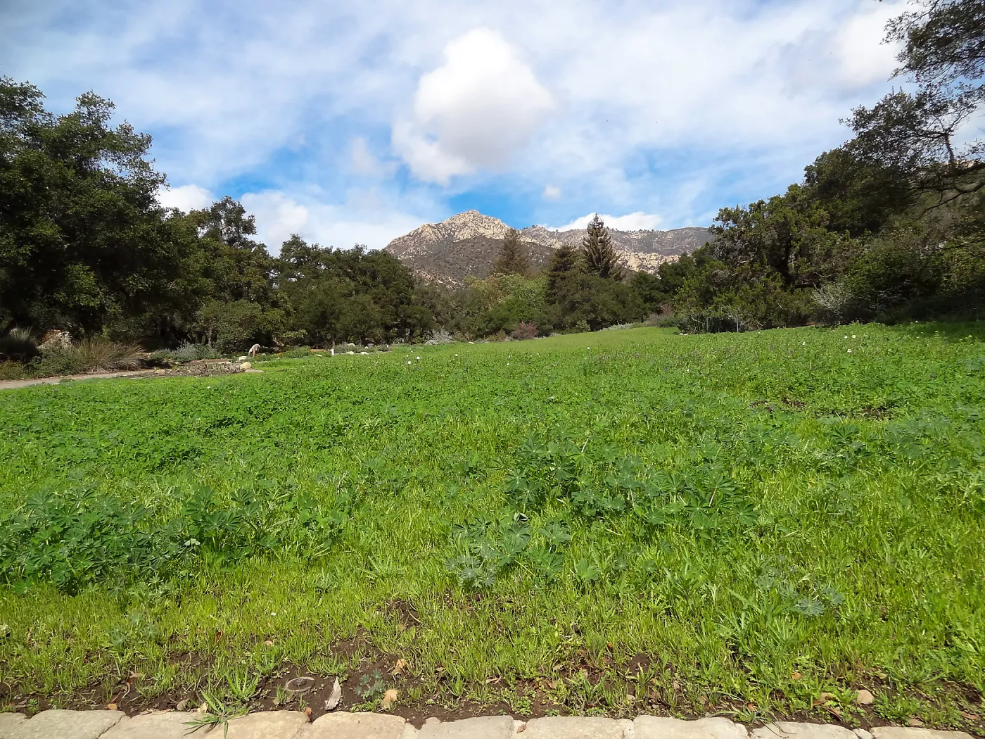 Meadow, view to Santa Ynez Mountains, Meadow Revival Project Grow/Kill
