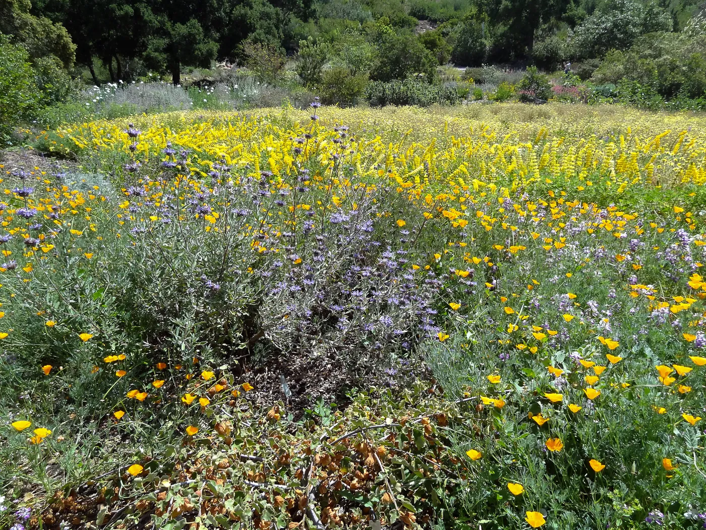 spring wildflowers, SBBG
