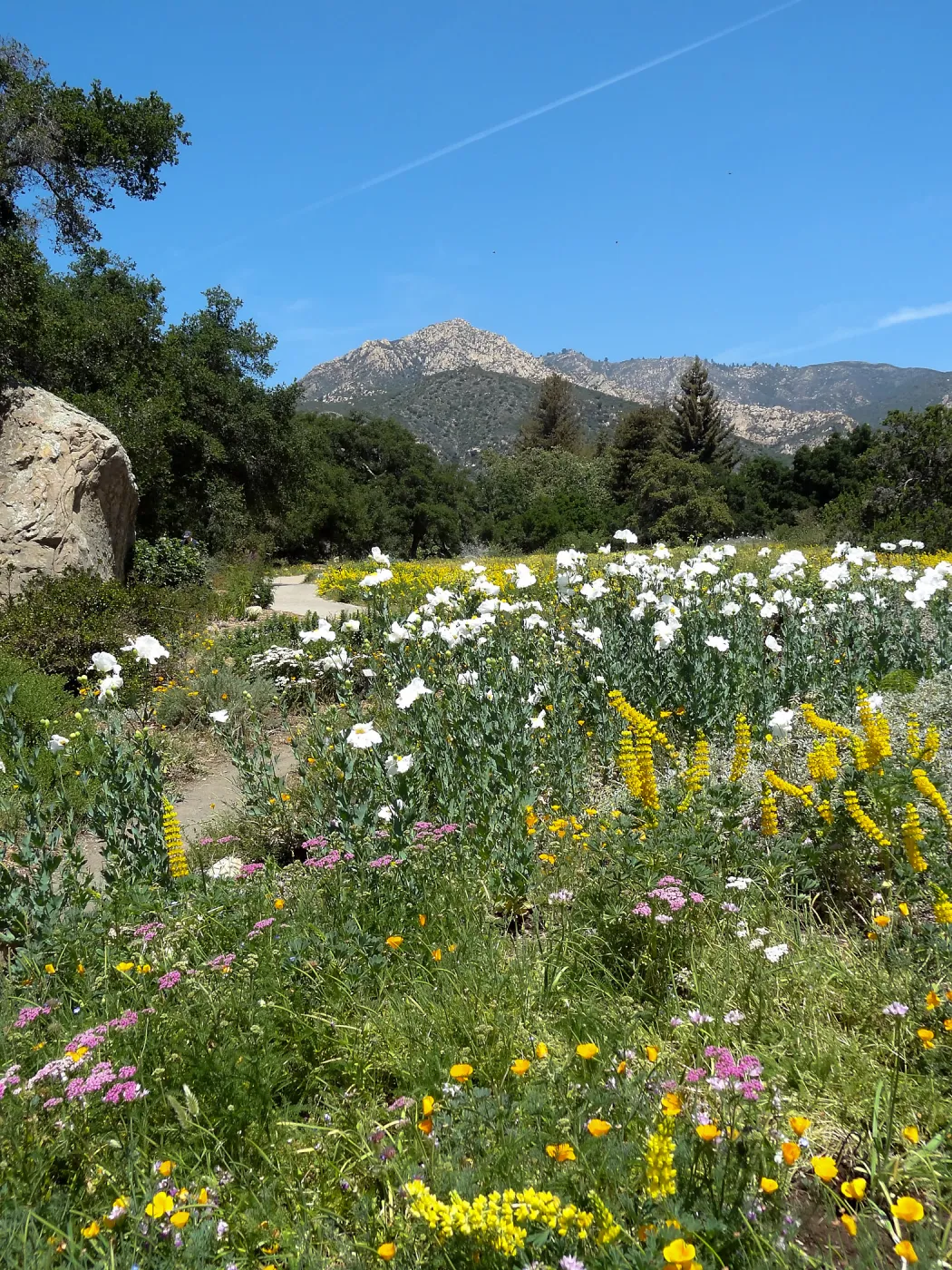 2014 spring wildflower Meadow, SBBG