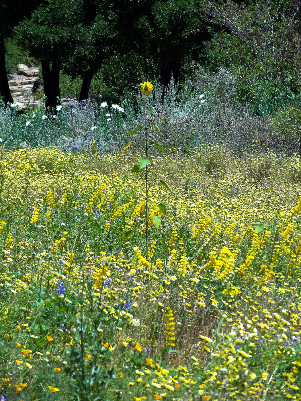 2014 spring wildflower Meadow, SBBG