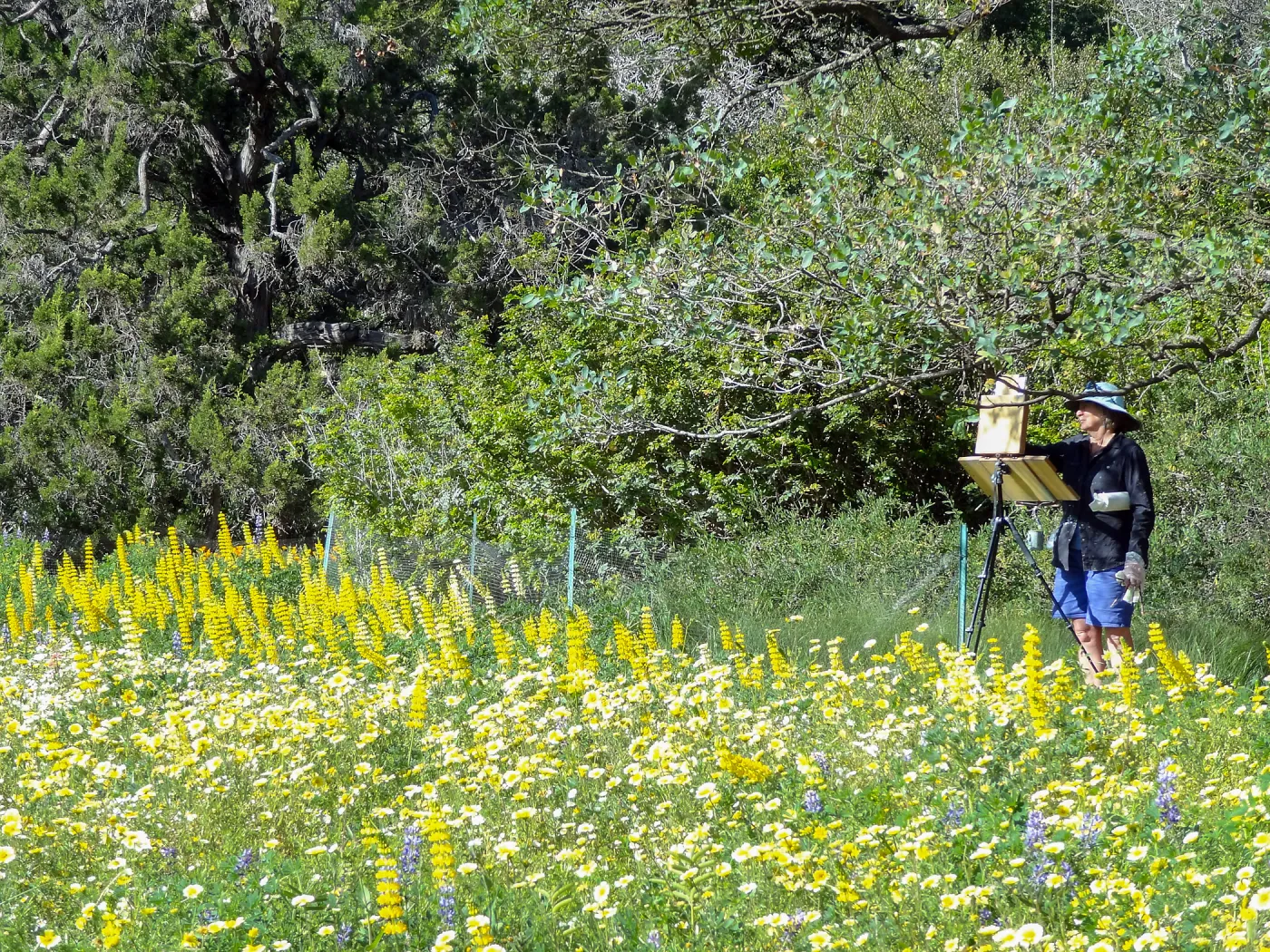 painter, SBBG spring wildflower Meadow, 2014