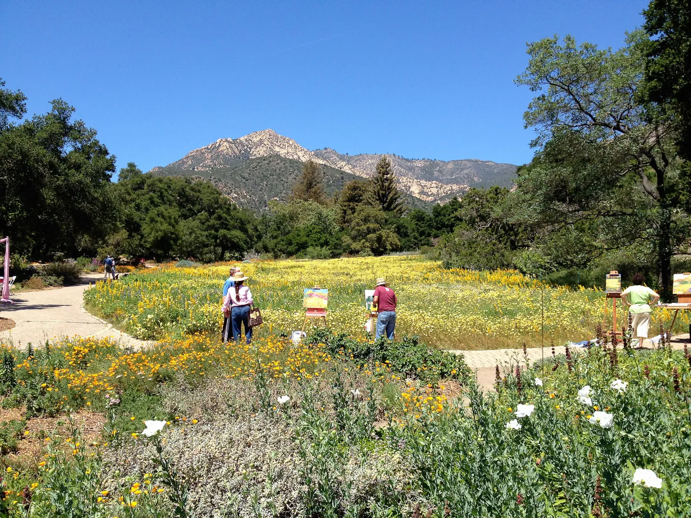 painters, painting the spring wildflower Meadow, 2014, SBBG